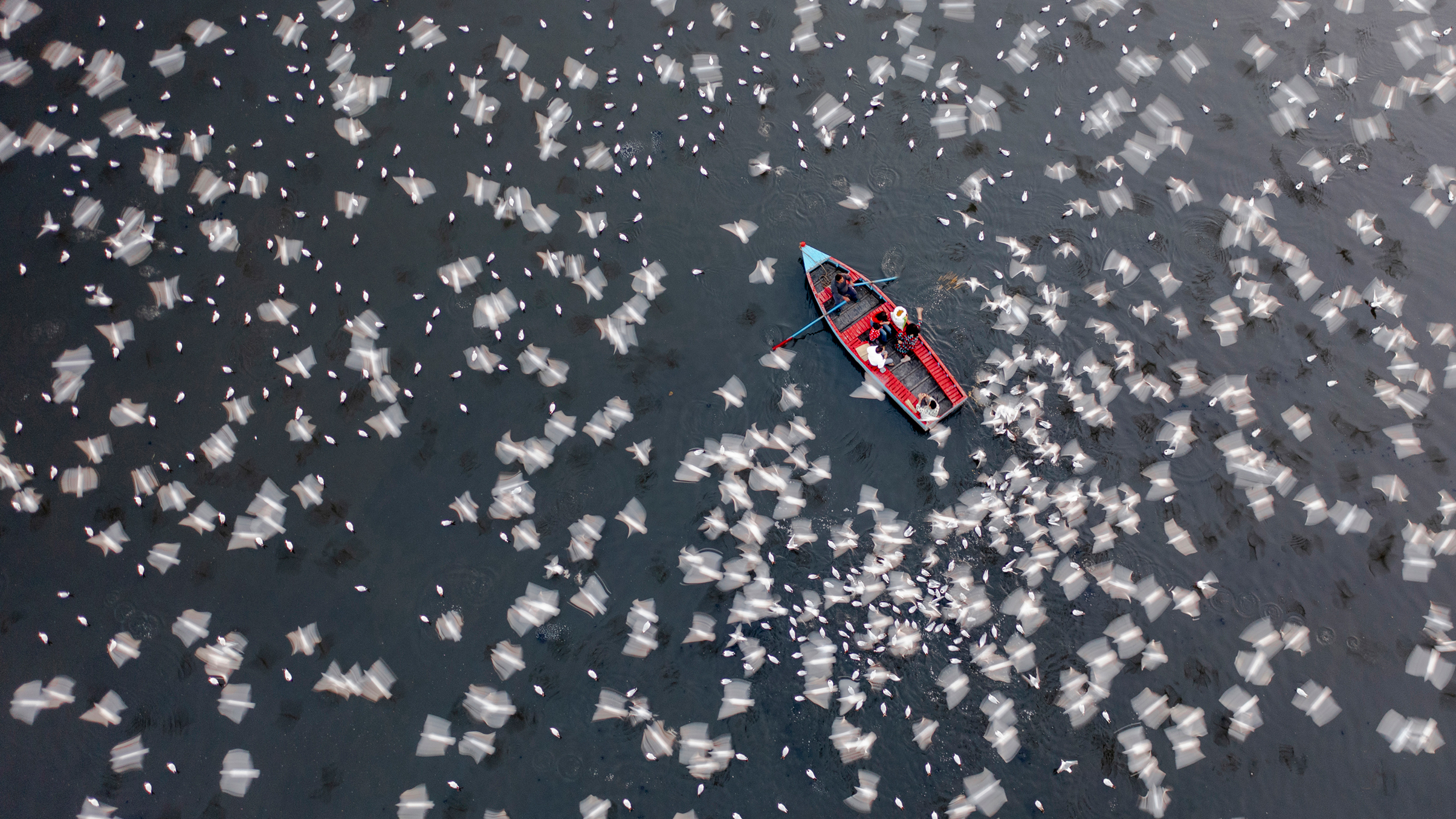 Aerial view of a small red boat with people rowing surrounded by a large flock of white birds flying over dark water