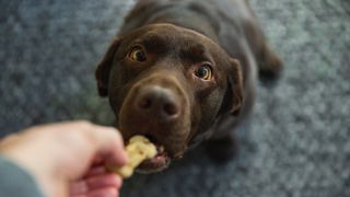 Dog taking treat from owner&#039;s hand