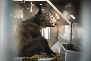 A grizzly bear in a small cage