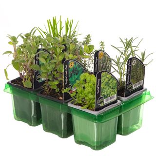 Herb Mix Varieties in 9cm Pots (6 Pack) from Gardeners Dream