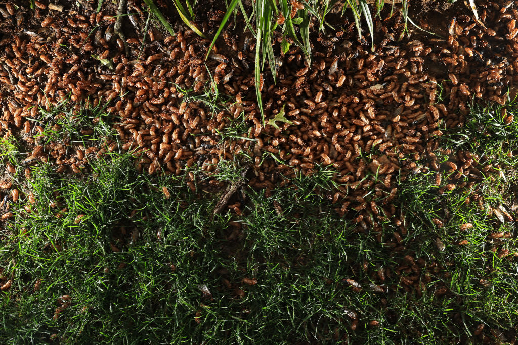 A pile of dead and dying periodical cicadas, a member of Brood X, and their cast off nymph shells collects at the base of a tree.