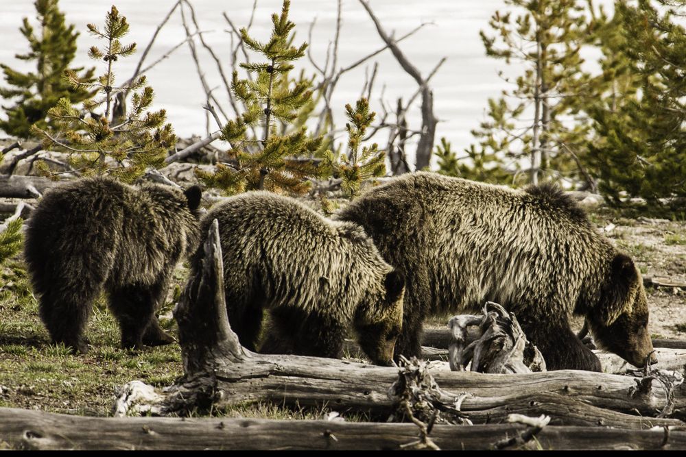 Female grizzly and cubs