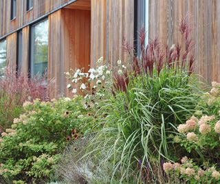 planting scheme with flowers and grasses in garden designed by Annika Zetterman