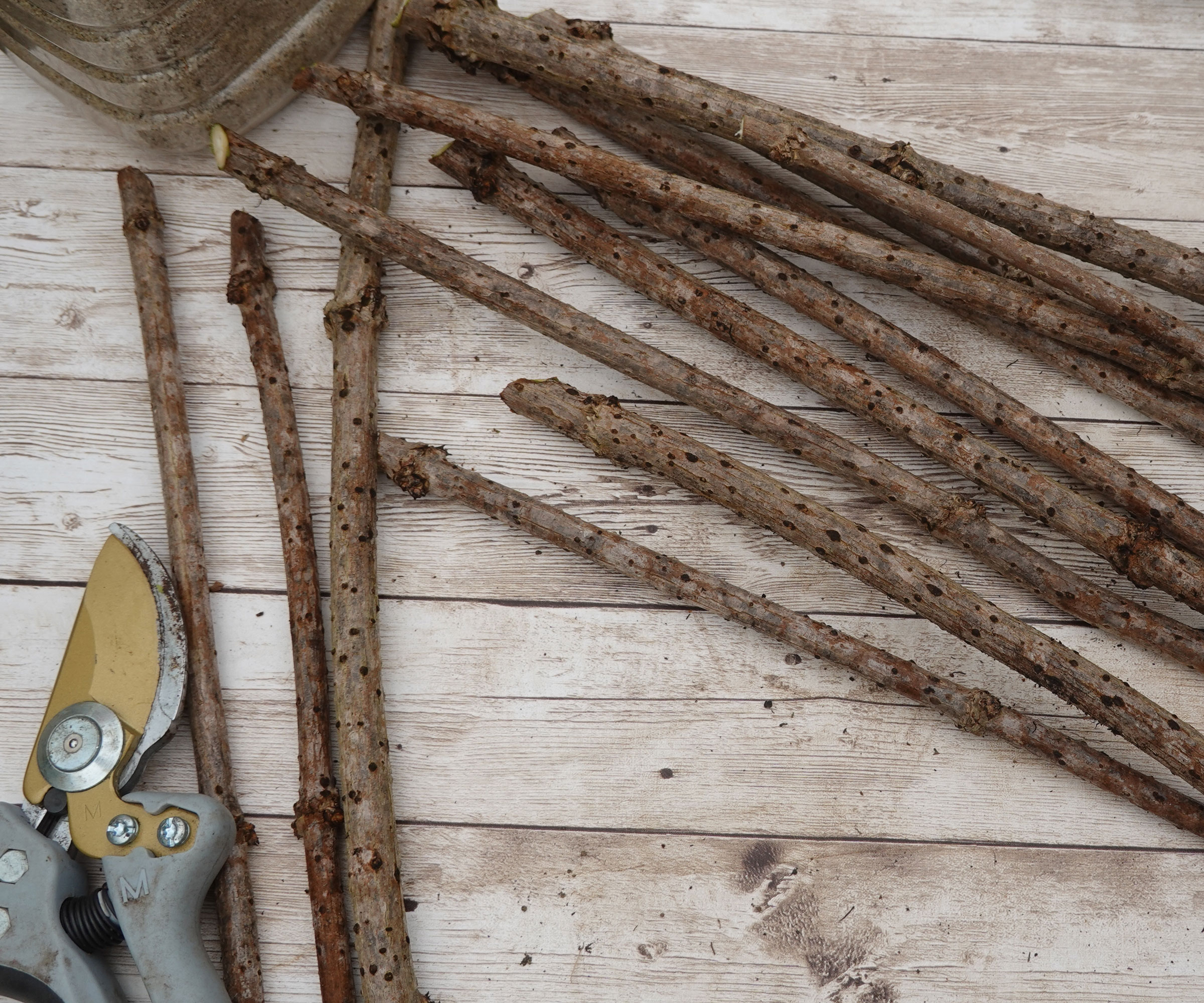 elderberry hardwood cuttings with pruning shears