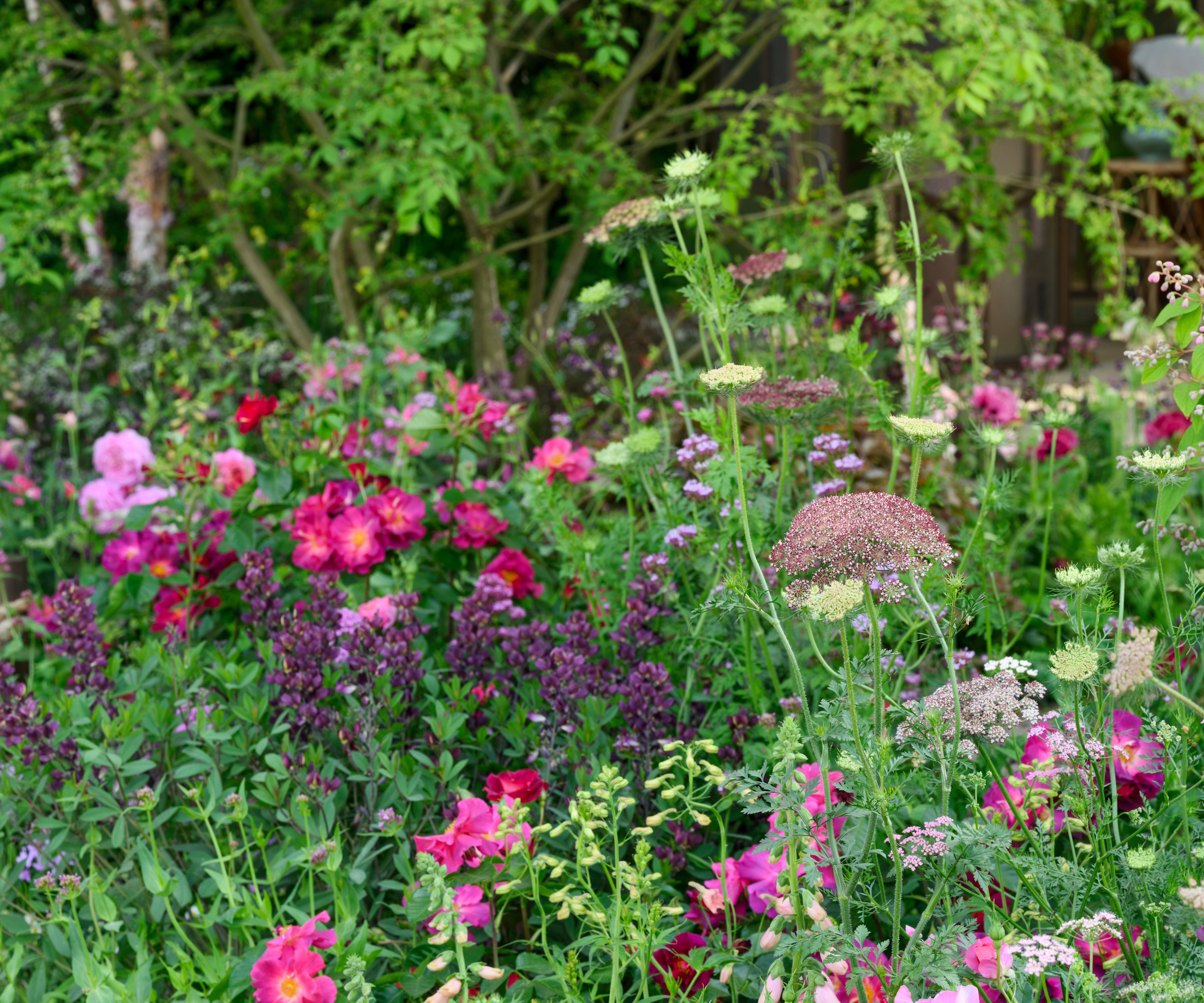Magenta, pink and violet wild planting