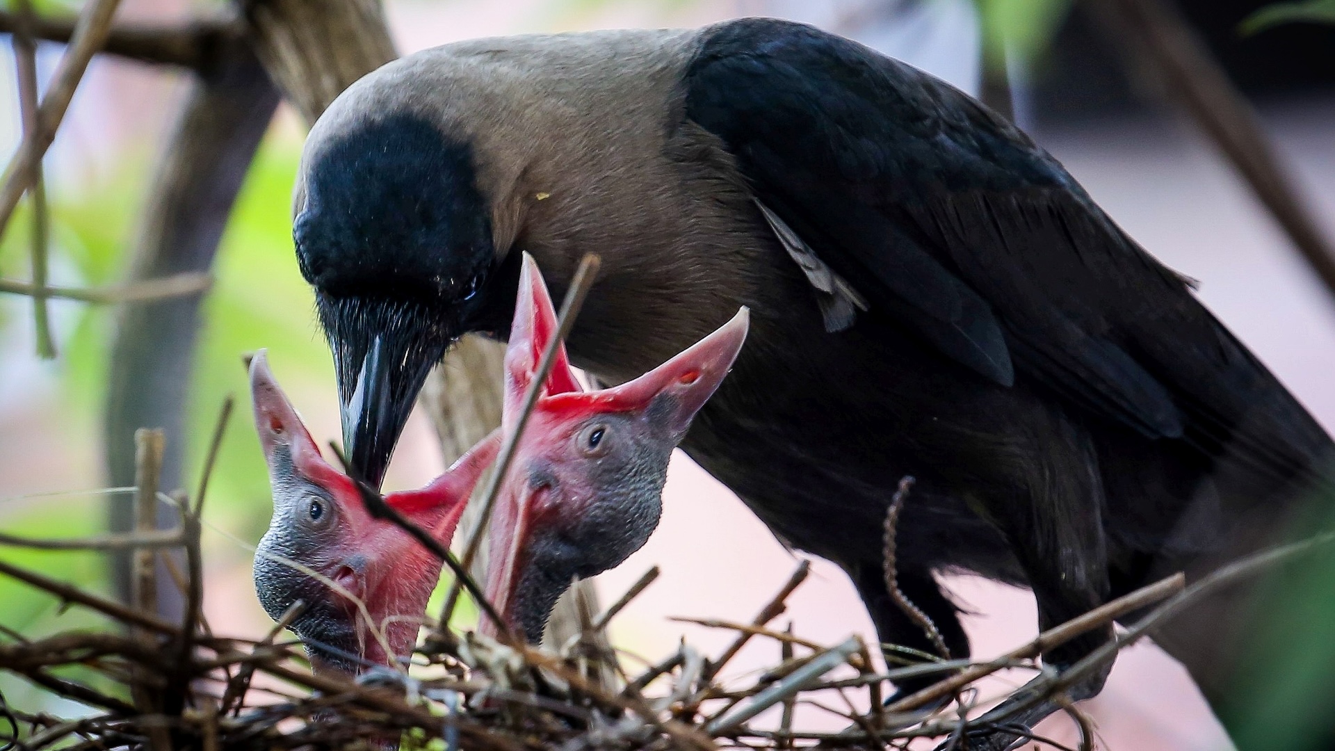 a crow gives food to its babies in its nest