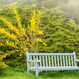 A yellow flowering forsythia behind a garden bench