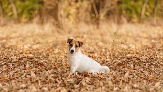 Jack Russell terrier dog sitting in the leaves