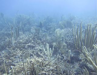 At the site where a tanker hit in 2006, coral replanting efforts have led to a newly-thriving reef.