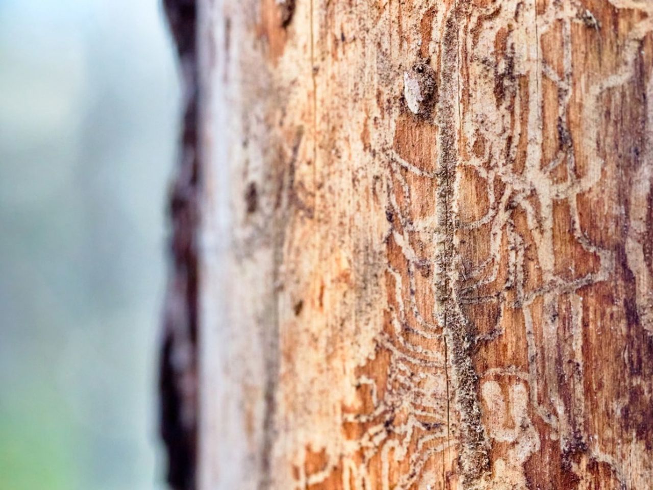 Markings Of Tree Borer Insects On Bark