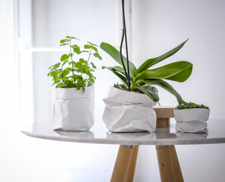 Flower Paperpot Set by Love, Ana with plants on a table
