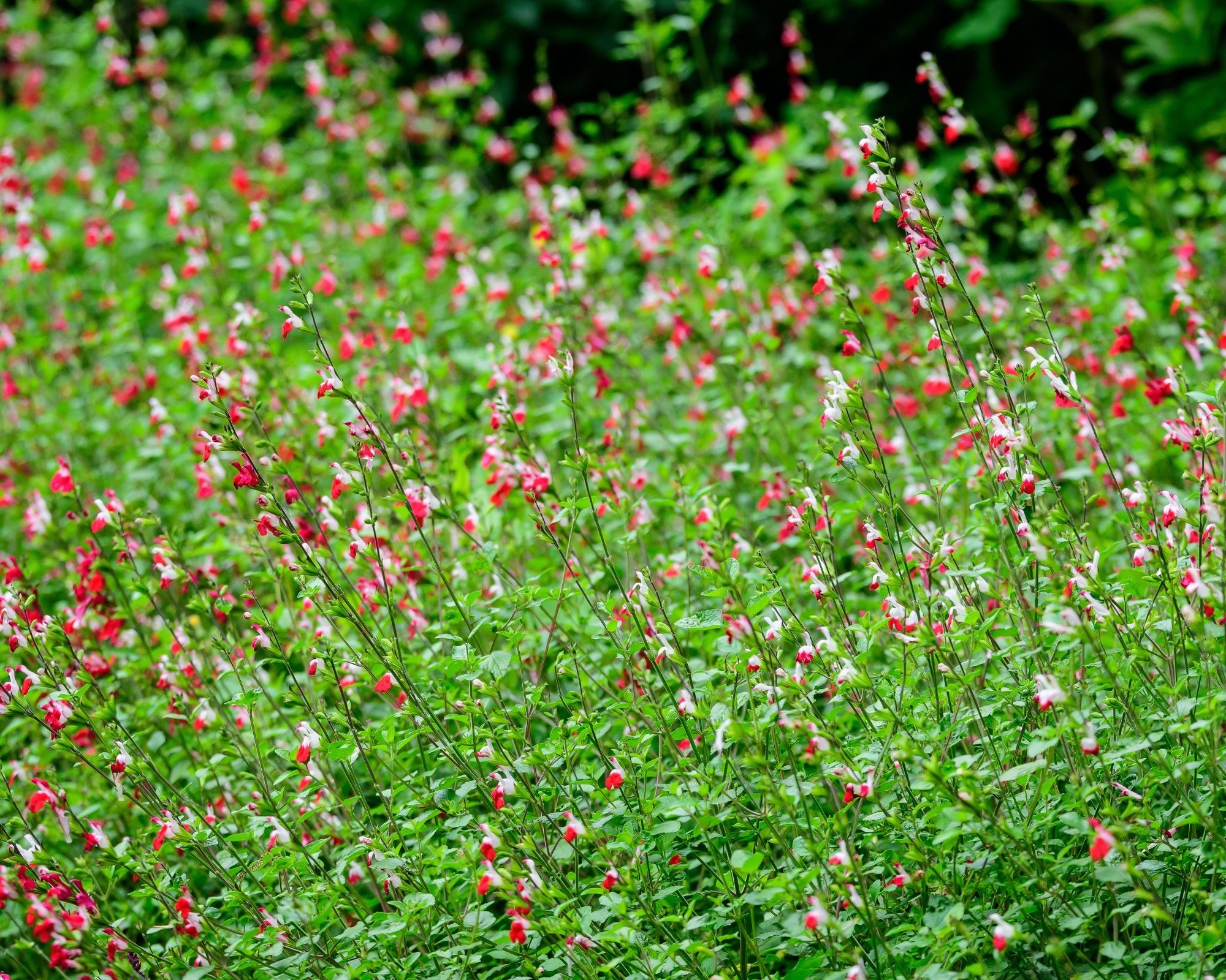 Salvia Hot Lips