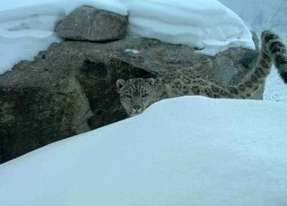 Snow leopard and its namesake.