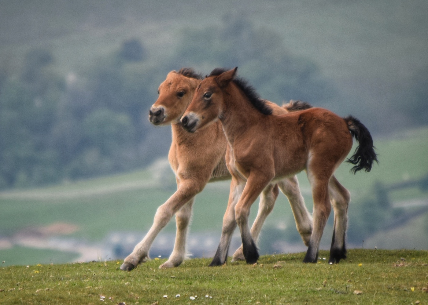 Heald Town Stud foals