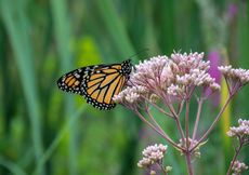 Butterfly On Milkweed Plant