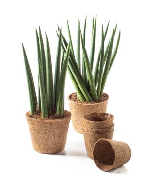 African spear plants in coir pots