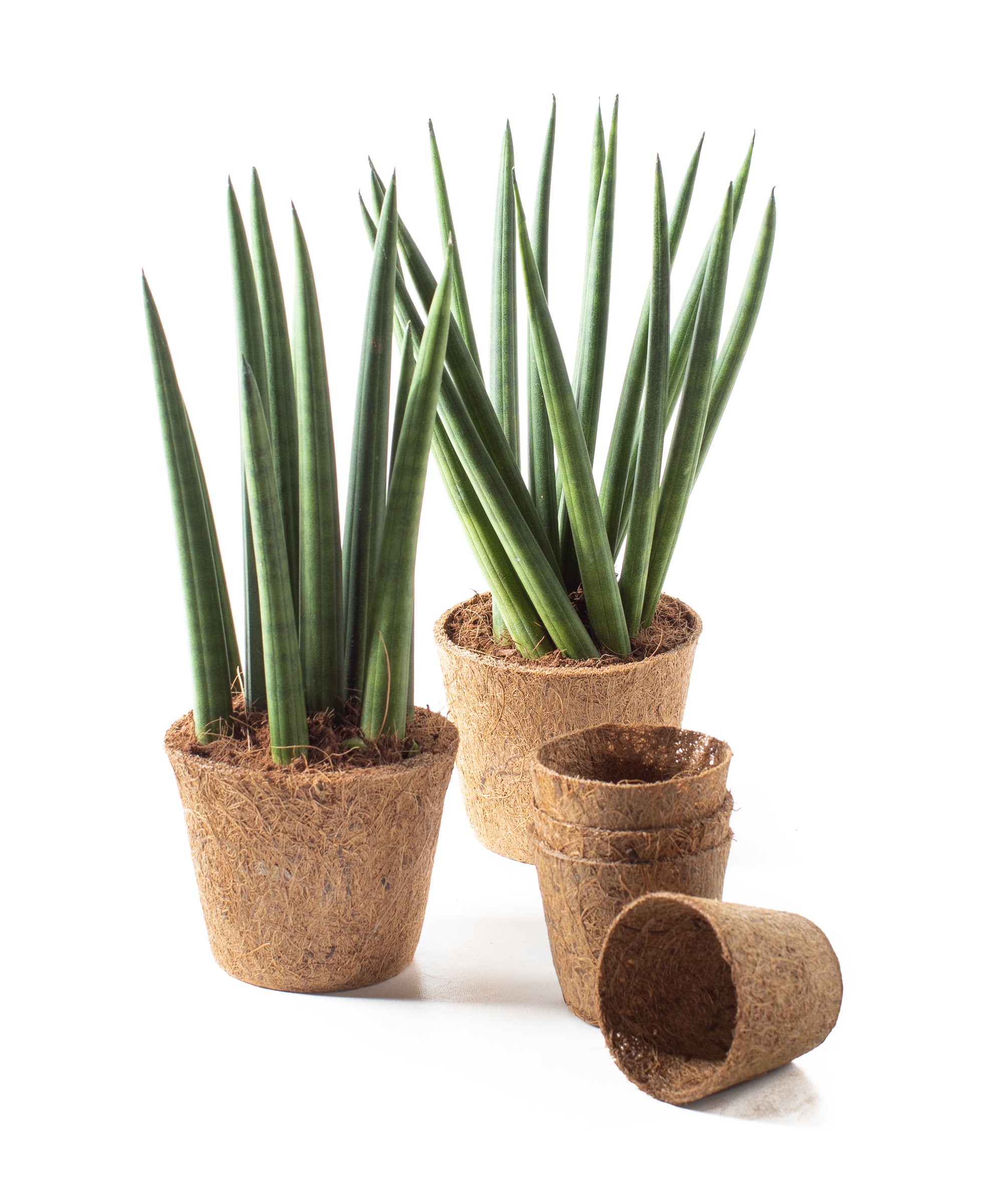 African spear plants in coir pots