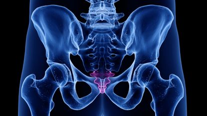 3d illustration of the coccyx, or tailbone, in a human pelvis