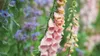 Foxgloves