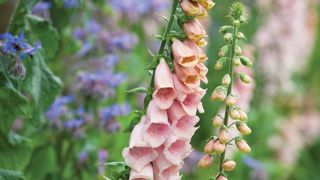 Apricot Foxgloves growing in a cottage garden border