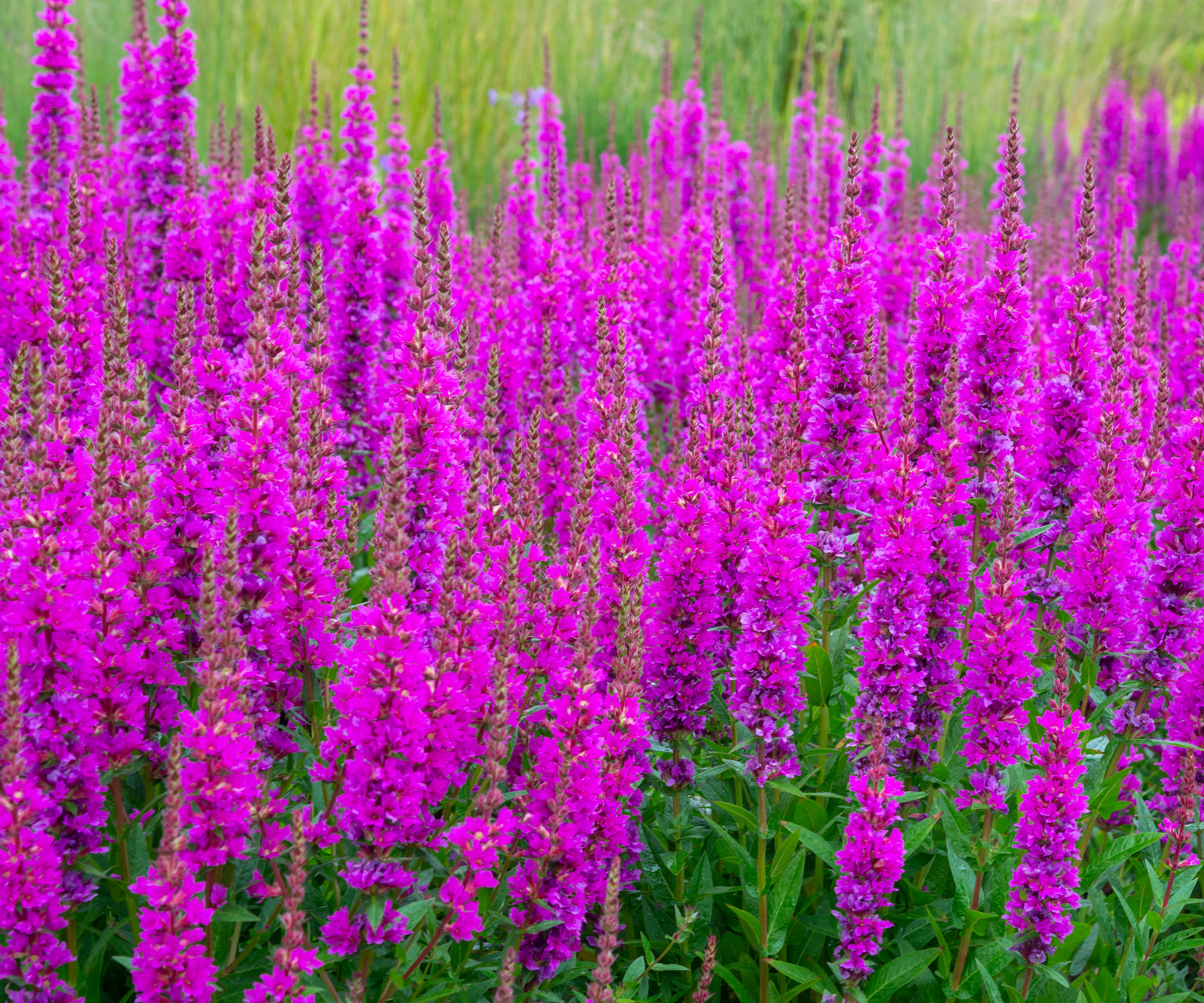 Purple Loosestrife (Lythrum salicaria) in a garden