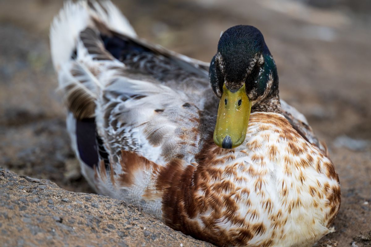 Nikon Z 800mm f/6.3 VR S