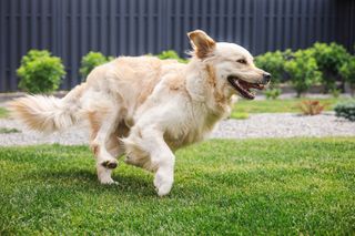 Golden retriever playing on lawn
