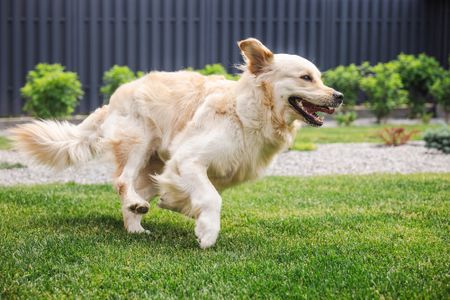 Golden retriever playing on lawn