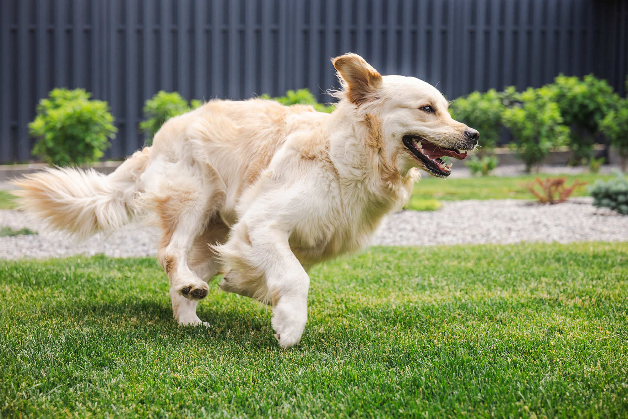 Golden retriever playing on lawn