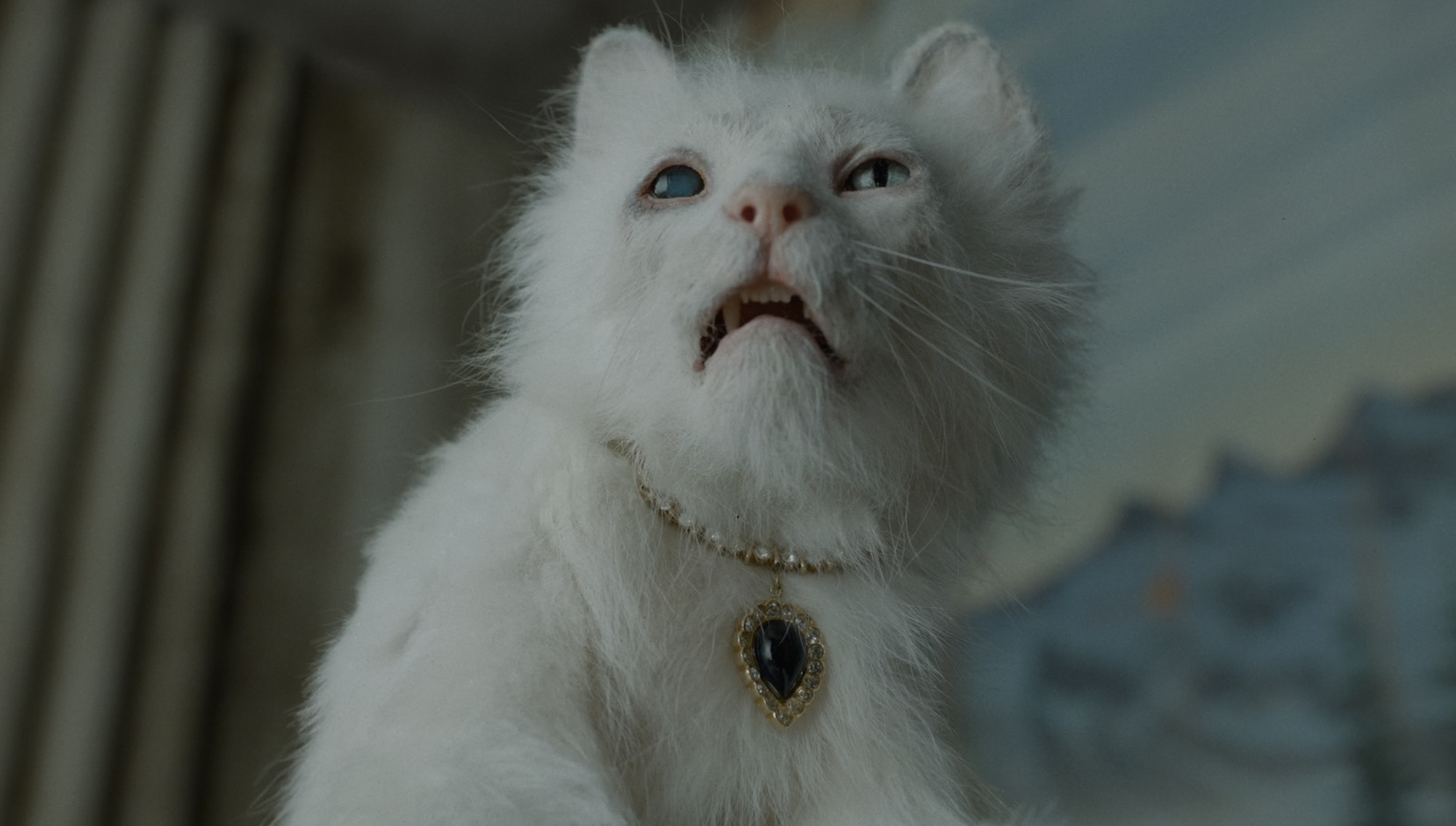 A white cat wearing a jeweled necklace in Digger