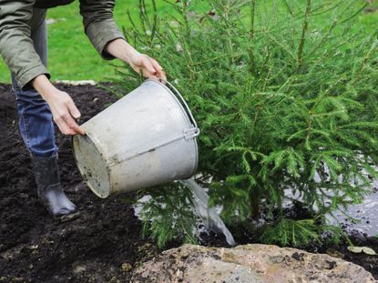 Person Watering A Tree In The Garden