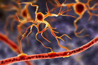 Illustration of astrocytes in the brain.