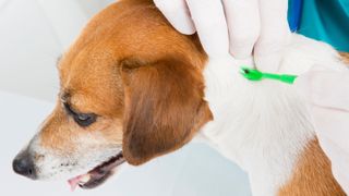 Dog having tick removed