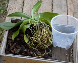 Repotting orchid with aerial roots