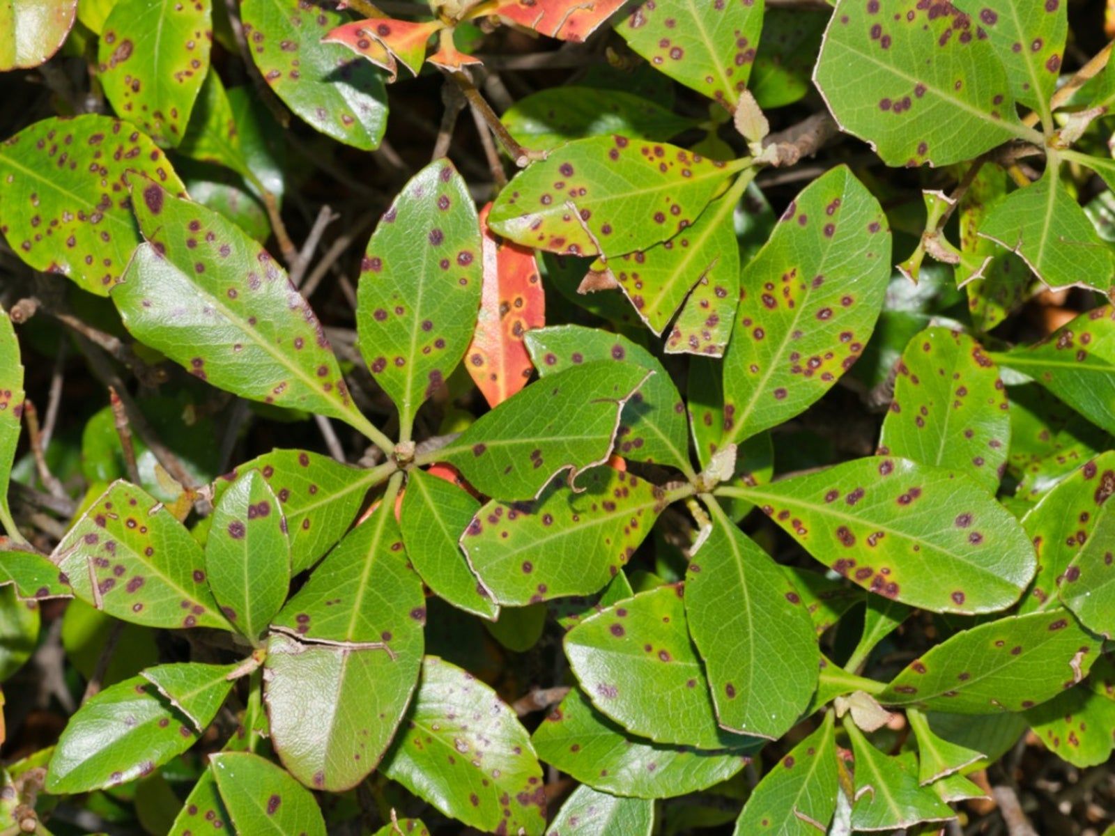 Bacterial Leaf Spot Disease - What Causes Bacterial Leaf Spot | Gardening  Know How