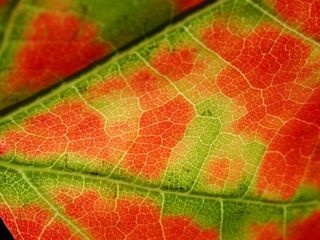 fall-leaf-anthocyanin