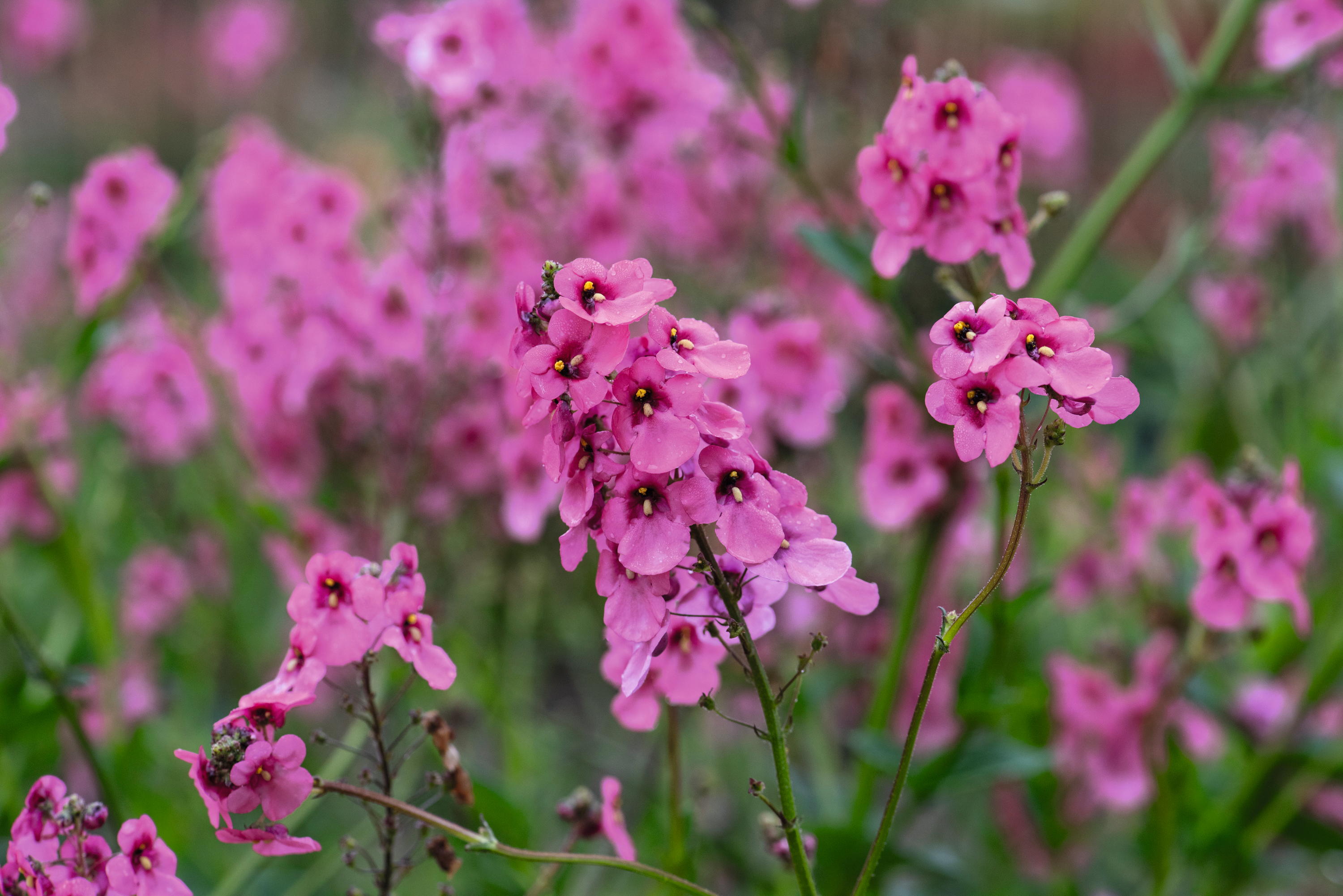 Diascia personata