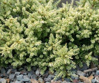 Alpine Totara Podocarpus nivalis 'Kilworth Cream' dwarf conifer