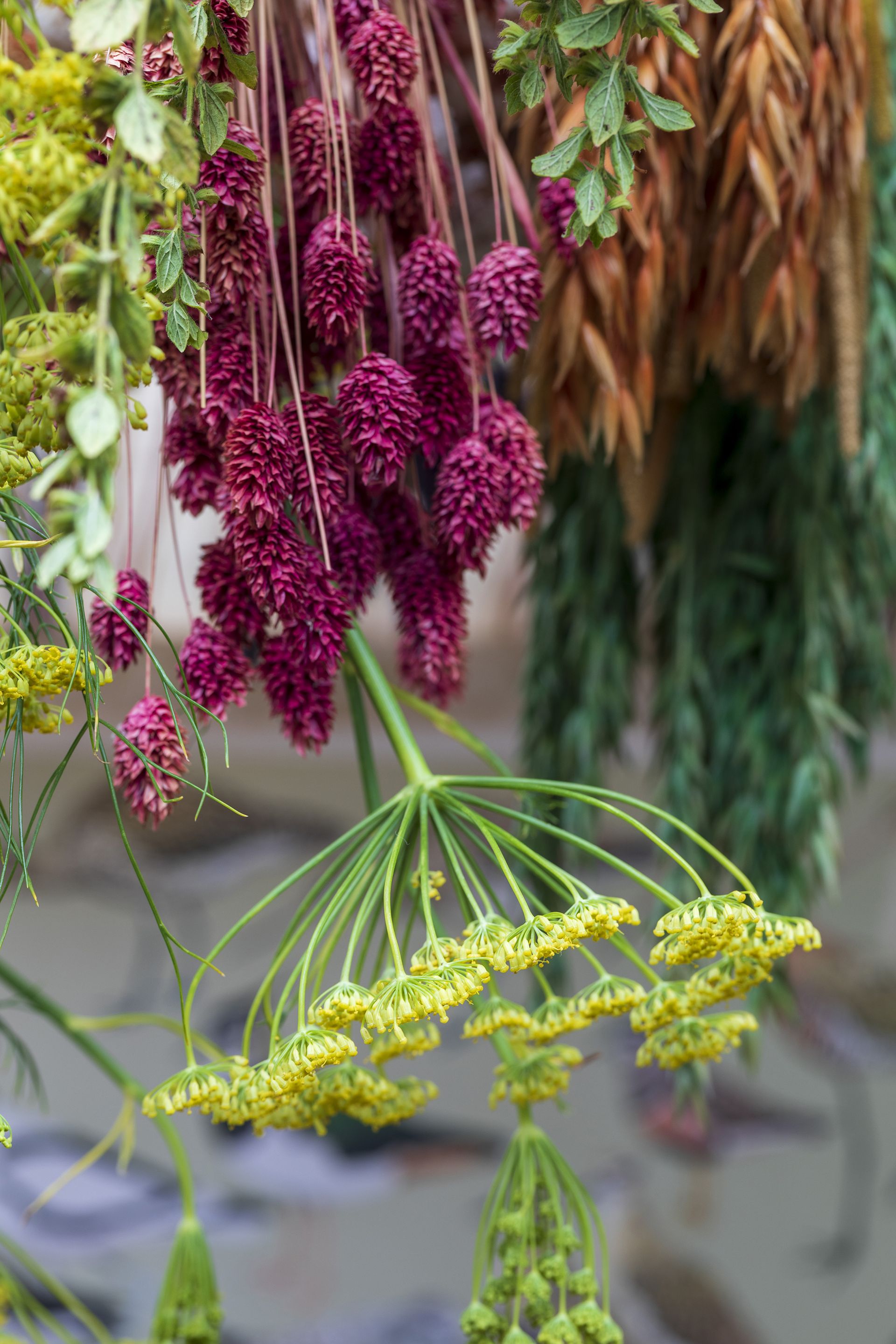 Hanging dried flowers