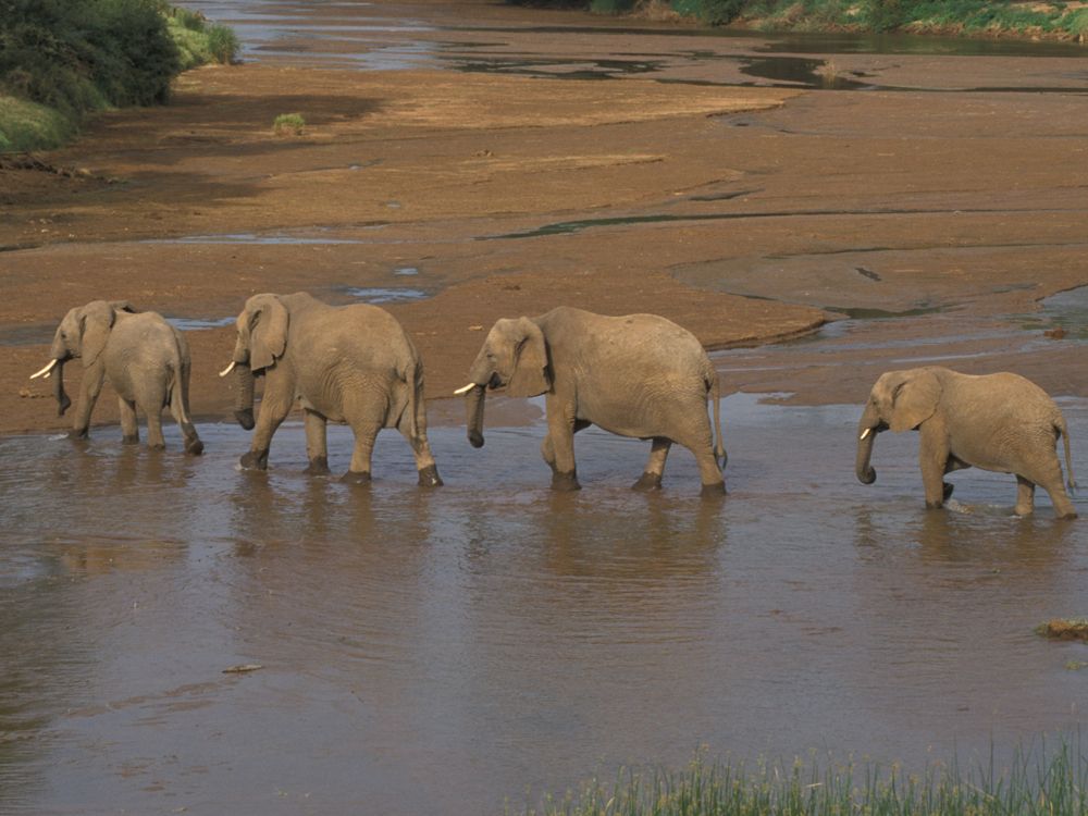 African Elephants