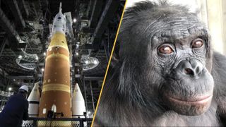 On the left Artemis's SLS rocket, on the right Kanzi the bonobo