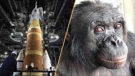On the left Artemis's SLS rocket, on the right Kanzi the bonobo