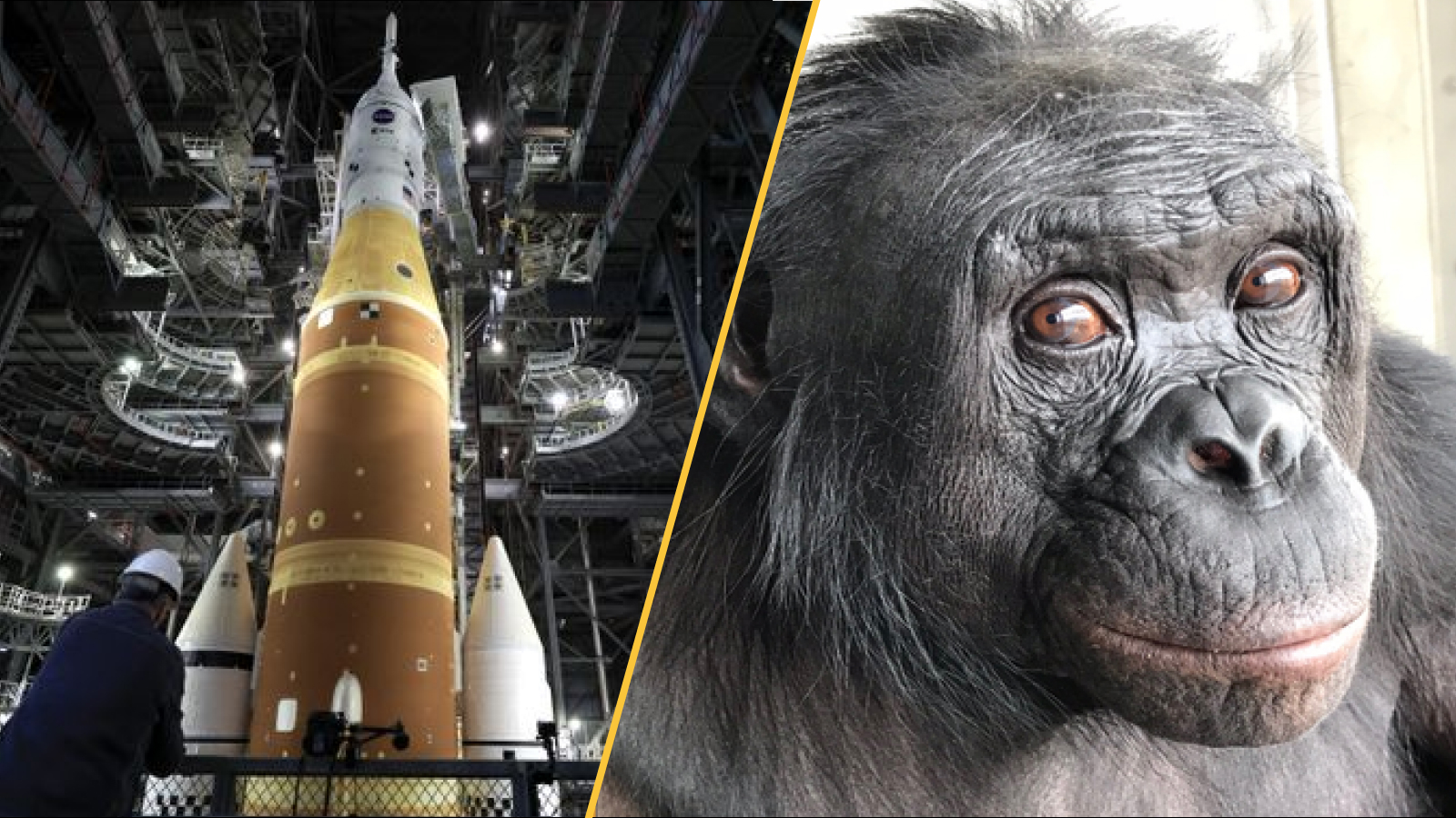 On the left Artemis's SLS rocket, on the right Kanzi the bonobo