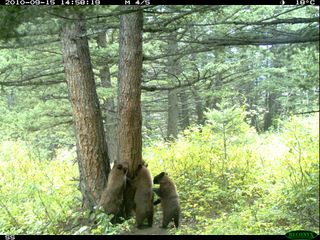 Three grizzly cubs sniff a rubbing tree in Waterton Lakes National Park.