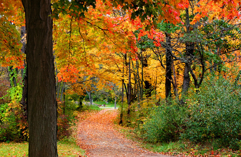The colorful foliage of autumn