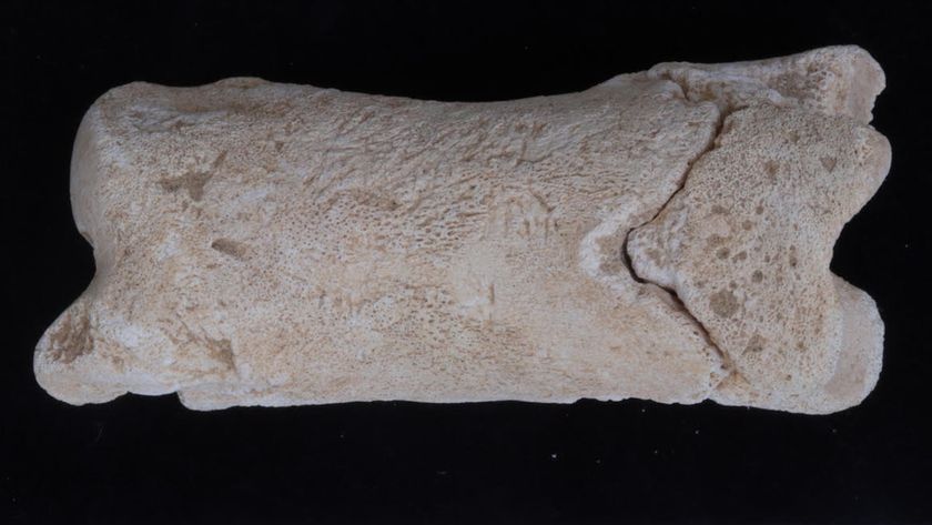 a side view of a whistle made from a cow toe bone