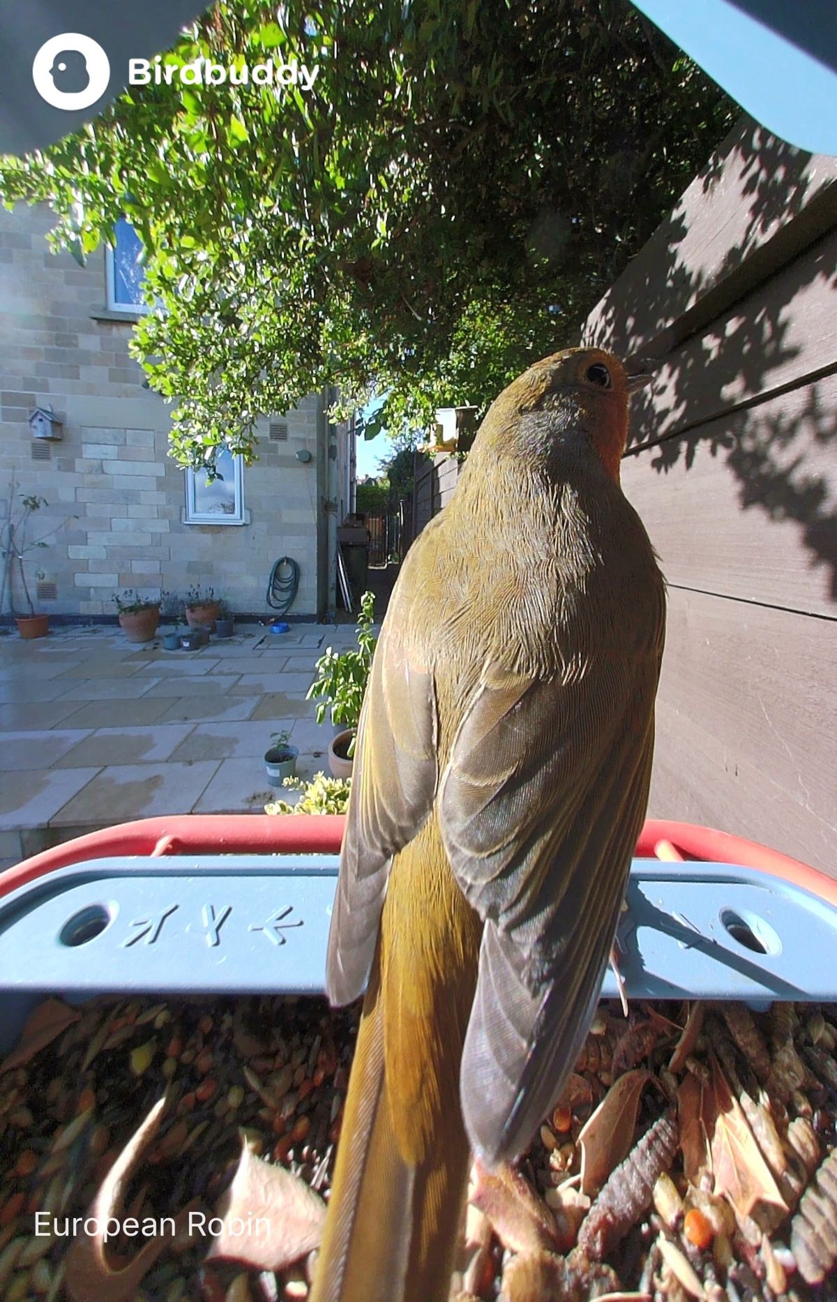 A robin landing on the Bird Buddy 2
