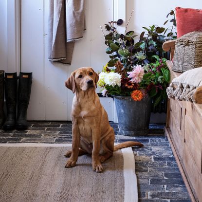 A dog on a rug in a boot room, in front of some flowers