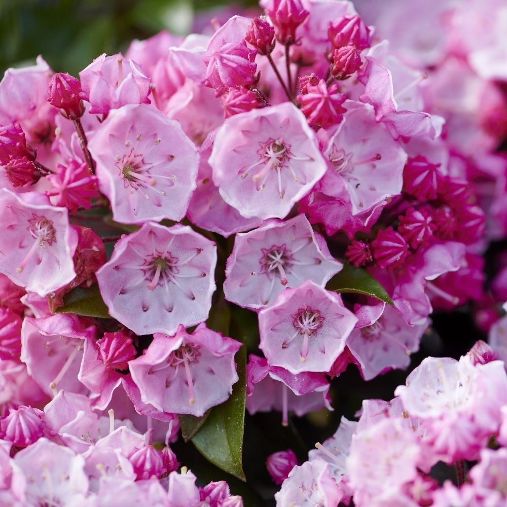 Kalmia Latifolia 'little Linda'