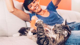 Siberian cat playing with owner